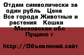 Отдам символически за один рубль › Цена ­ 1 - Все города Животные и растения » Кошки   . Московская обл.,Пущино г.